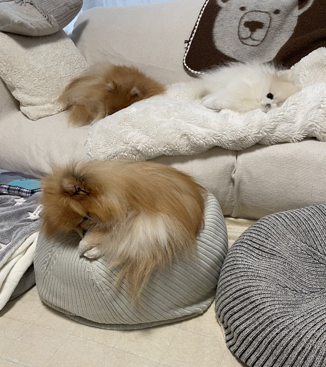 ポメラニアもふもふ3匹 (@ak1toPome) / Posts / X
