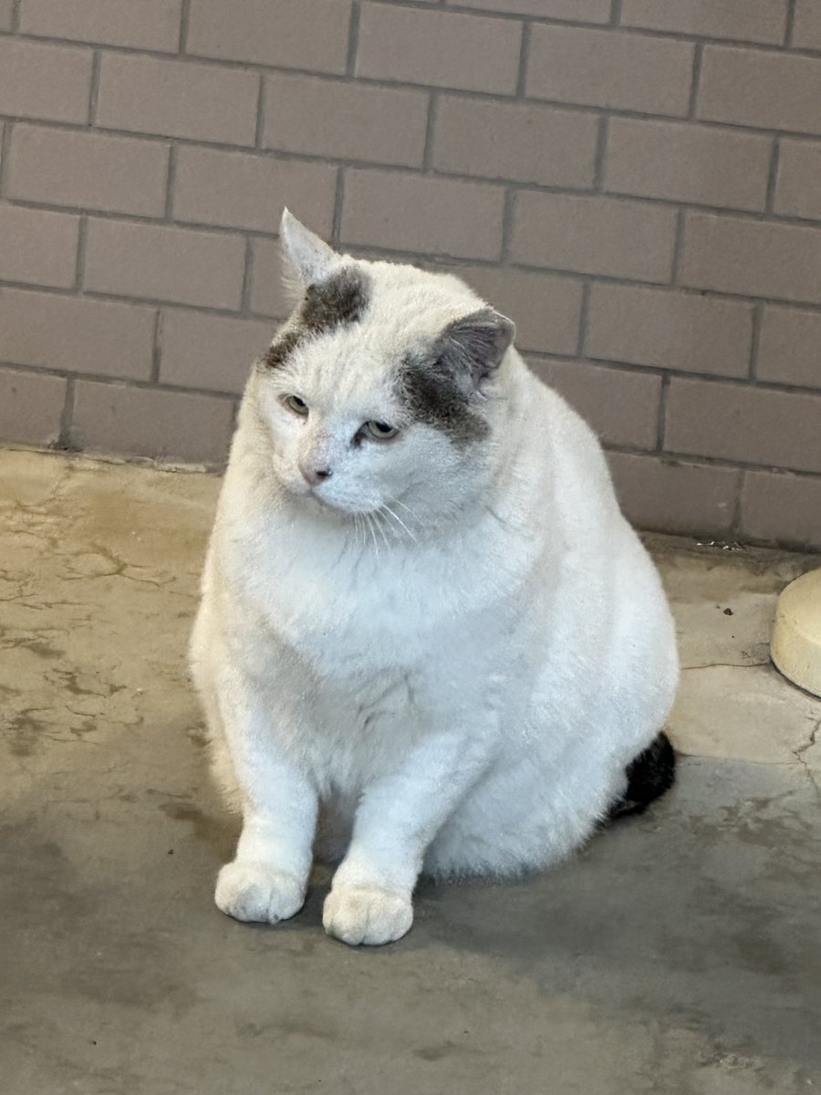 にゃん mofusand 忍者にゃんBIGぬいぐるみ | 商品紹介 | 株式会社パレード