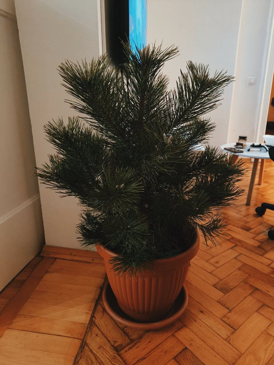 Ну она! 
Настоящая, маленькая, милая, наша! А потом ее посадят обратно в лес!!