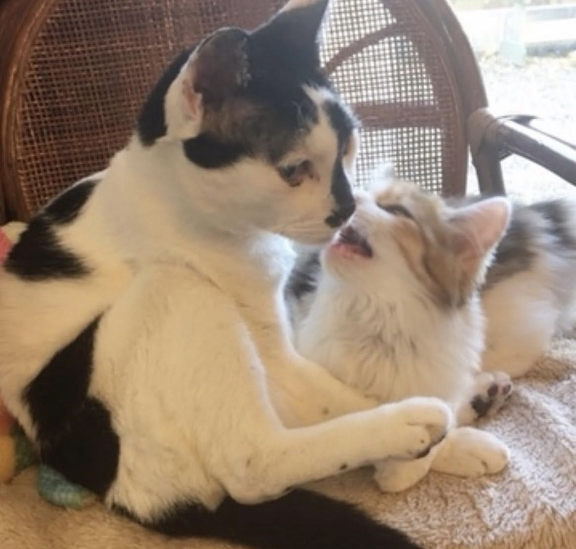 Puchinya® (@punanko) / Posts / X