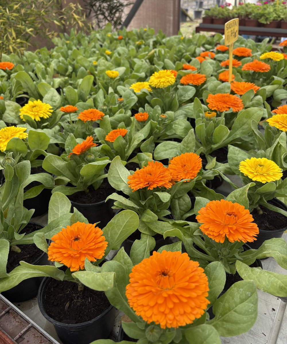VBoecillo's tweet photo. Producción y venta -  Otoño / Invierno / Primavera en flor. #Calendulas #Bellis #Gazanias #Primulas 
Plantas de exterior para jardines terrazas, balcones…
#ViverosBoecillo #ViverosRabadanYCalleja
#PrispalGarden
#AhoraFloresYPlantas https://t.co/uQLTZBqiDn