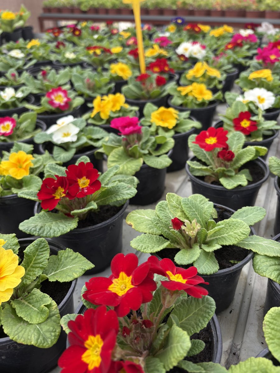 Producción y venta -  Otoño / Invierno / Primavera en flor. #Calendulas #Bellis #Gazanias #Primulas 
Plantas de exterior para jardines terrazas, balcones…
#ViverosBoecillo #ViverosRabadanYCalleja
#PrispalGarden
#AhoraFloresYPlantas