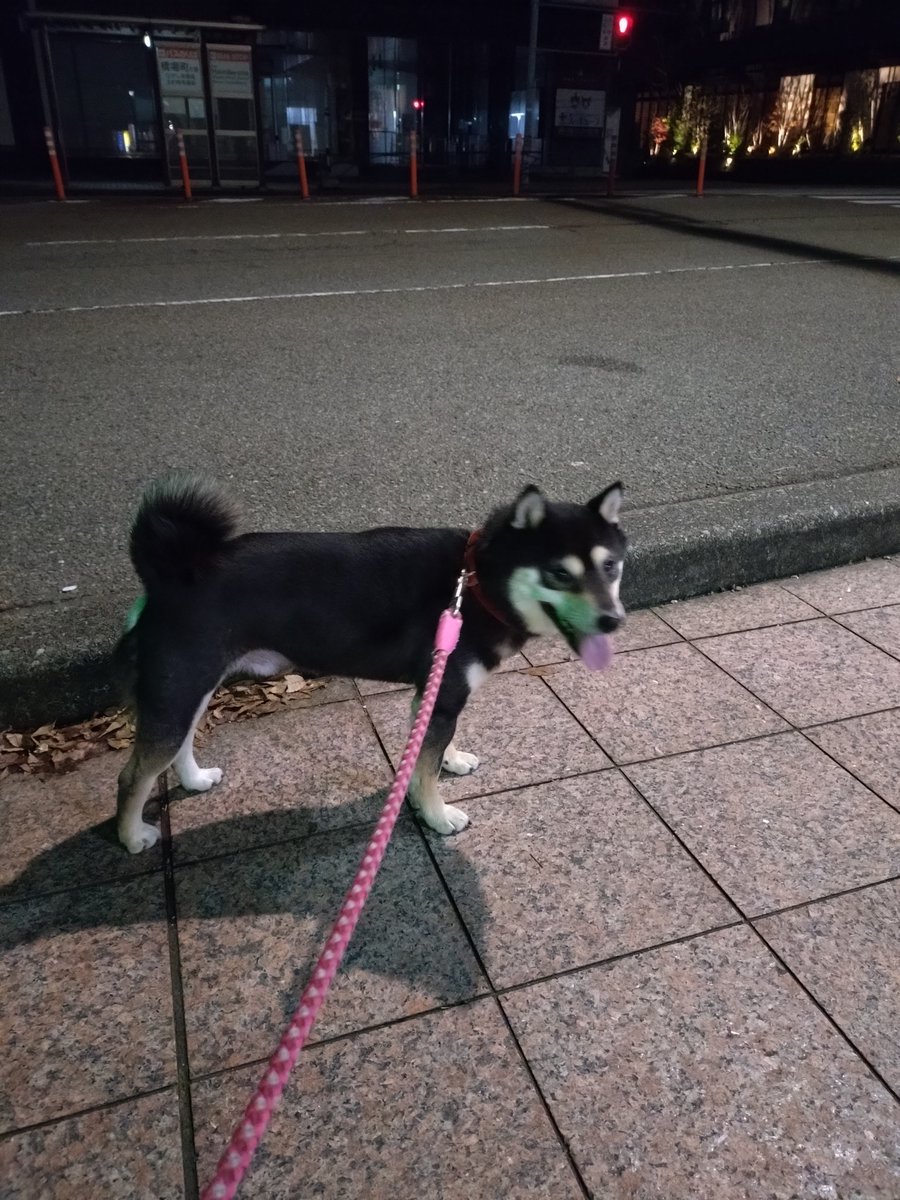 愛犬と散歩
夜明けの散歩。
さぁ　一日がはじまる。