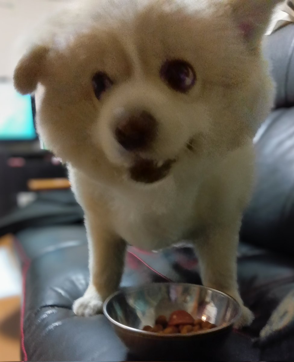 ゴン太　画像1 + 3 + 9 ゴン太