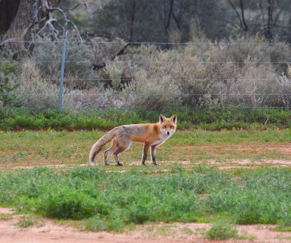 Australian Wildlife Conservancy tweet media
