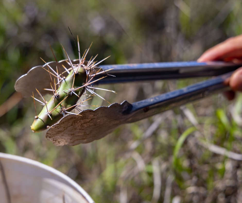 Australian Wildlife Conservancy tweet media
