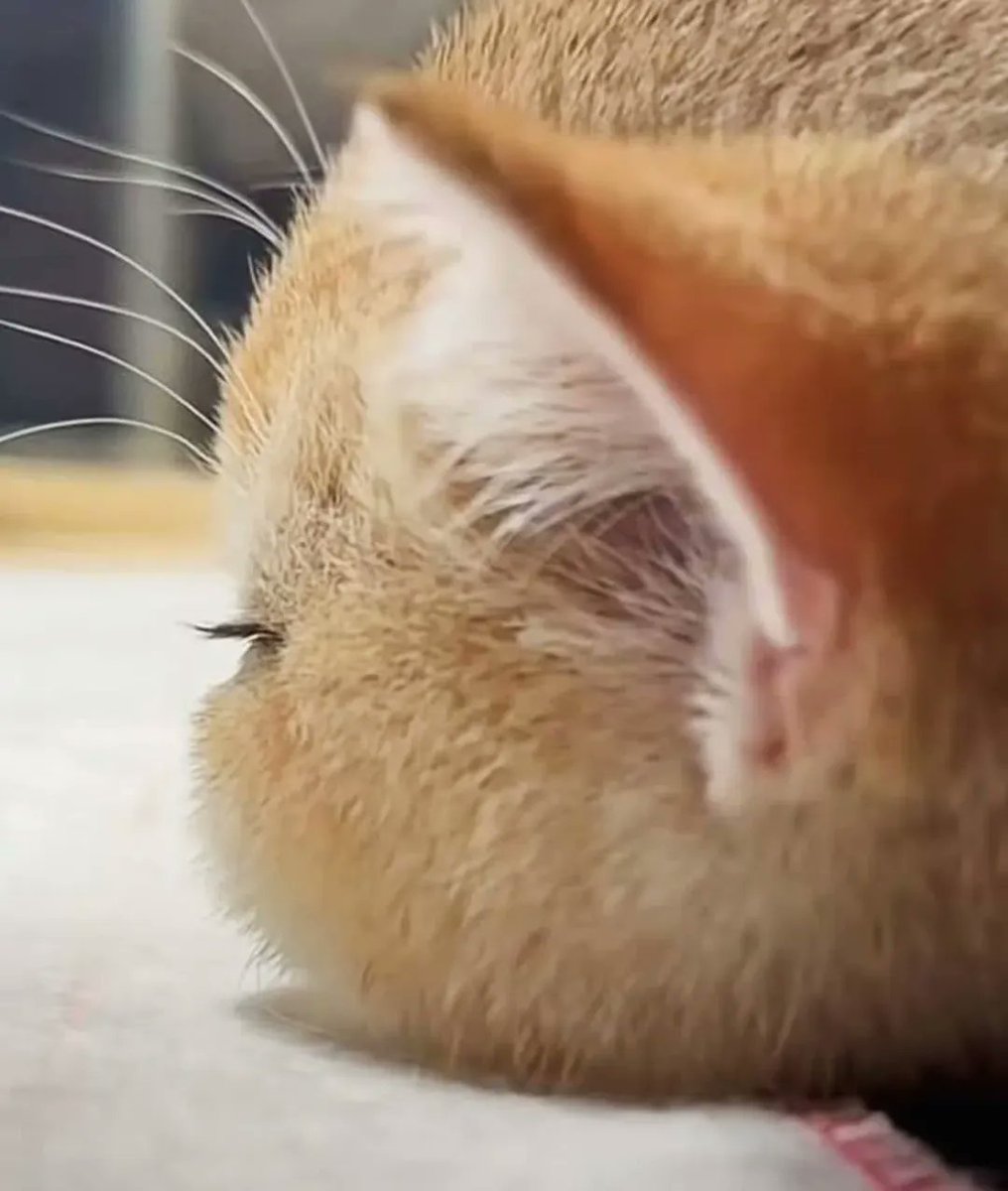 smol silly cat (@catsillyness) on Twitter photo 