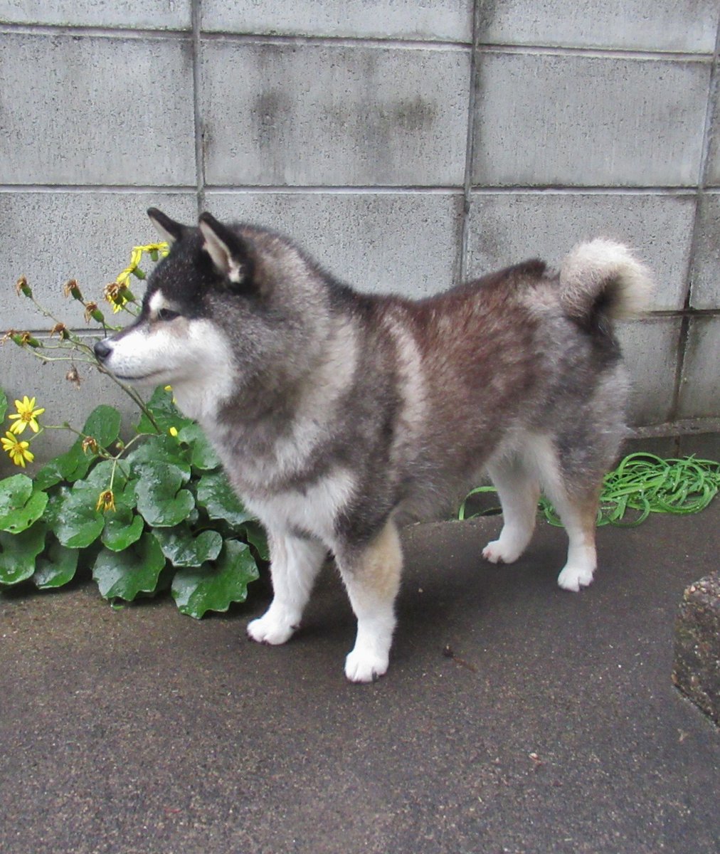 黒柴©️（感謝） ありがとうワン🐶💕 ありがとうございます🥰 とても嬉しいです💕