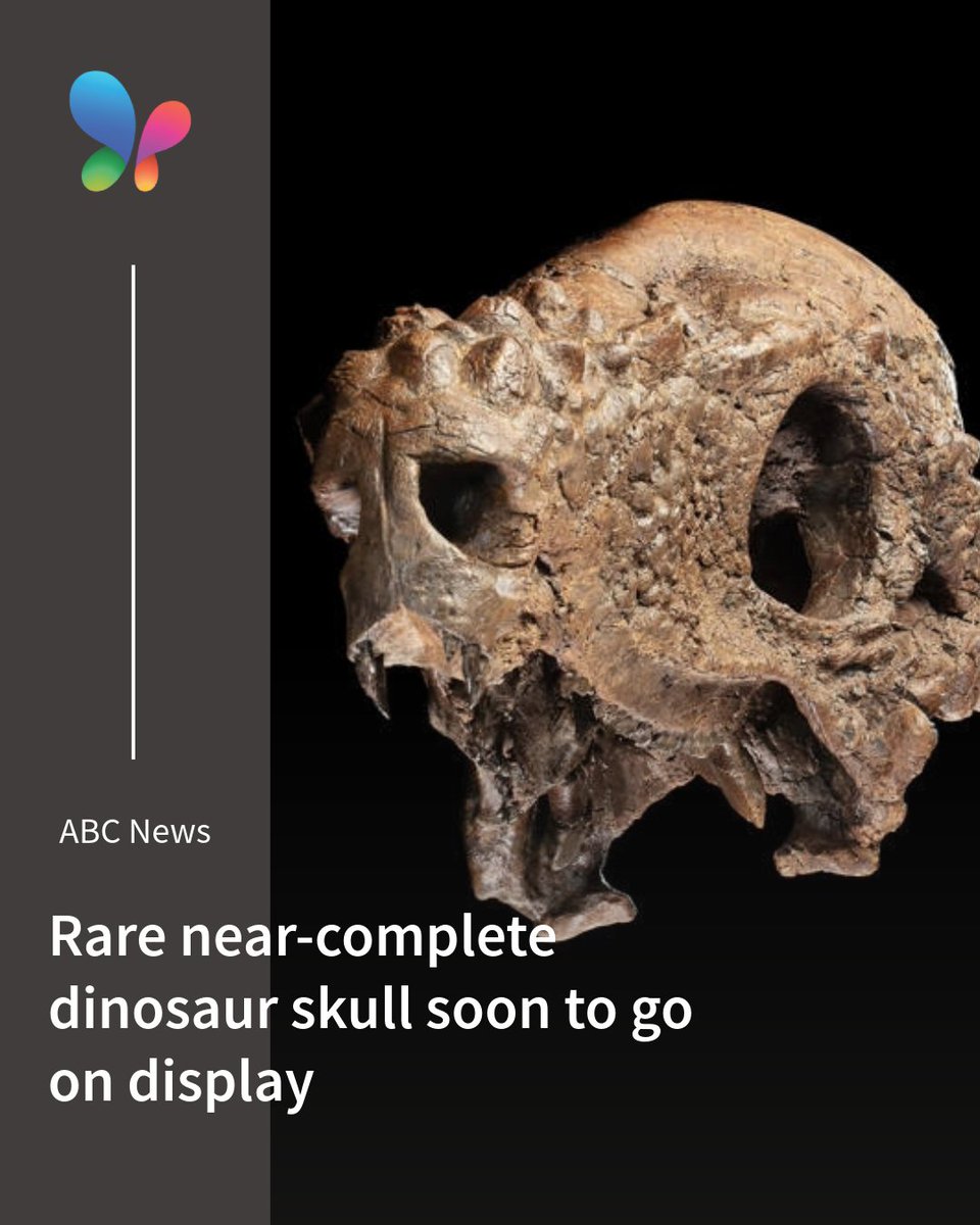 MSN's tweet image. 🦖💀 Calling all dinosaur fans! A rare Pachycephalosaurus skull will be showcased at the Smithsonian. 
🔗 msft.it/6012tohpo

#DinosaurLovers #SmithsonianMuseum #ScienceMatters