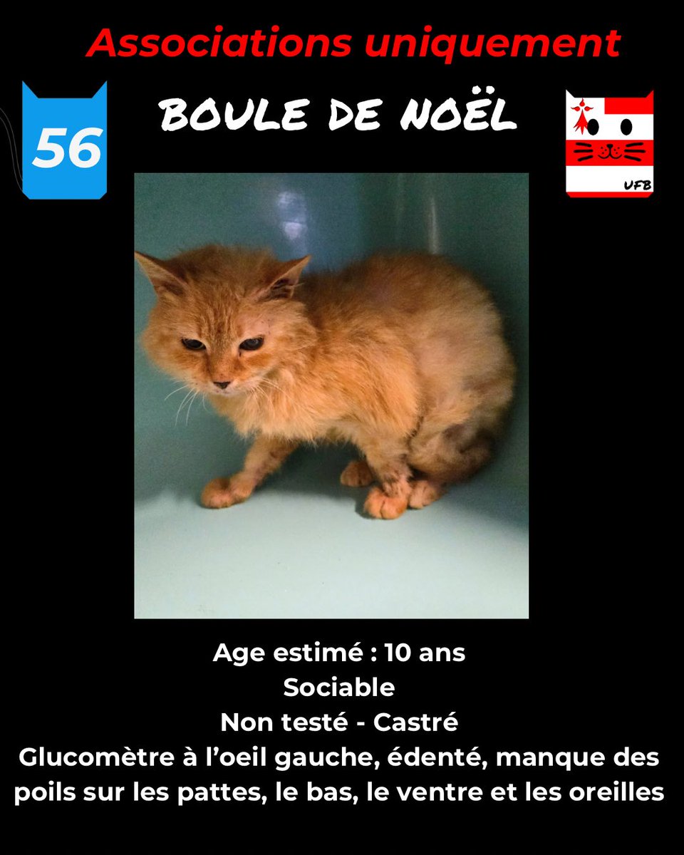 BOULE DE NOEL 
Natacha du Refuge des Grands Ajoncs d'Exireuil (79) 
en découvrant sa photo n'a eu qu'une idée : 
SAUVER ce chat. 
afin qu'il rejoigne au plus vite son refuge et lui donner tous les soins dont ce petit loulou a besoin d'urgence, car il est en très mauvais état .
