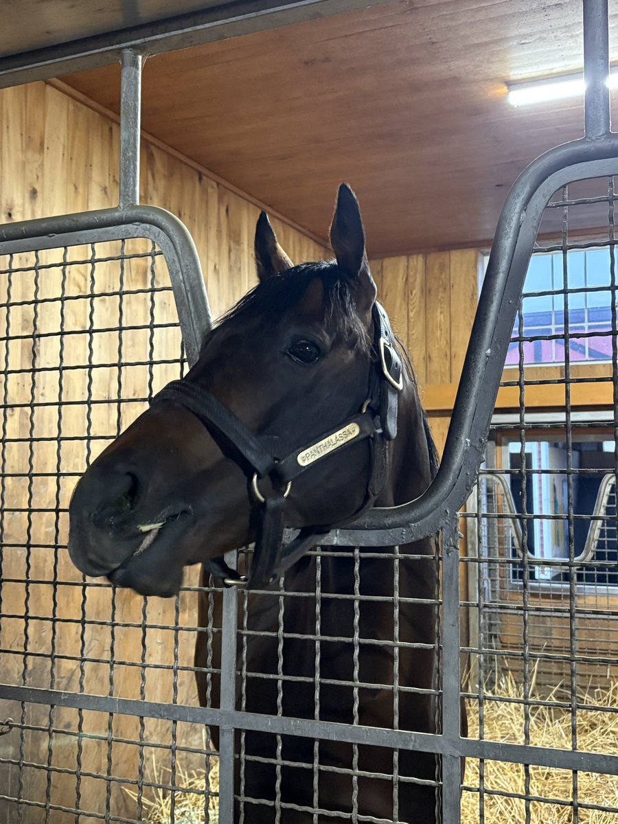 ぽこあぽこ (@pocoapoco_mk) / Posts / X