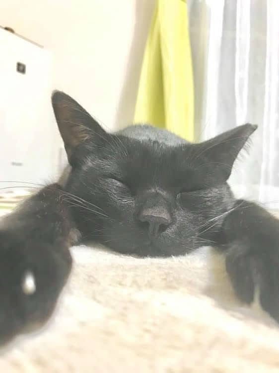 黒猫 (@kuroneko071975) / Posts / X