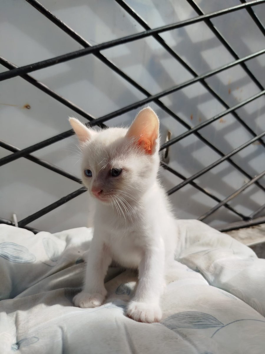 Maunyasendiri's tweet photo. Open Adopsi Kucing FREE untuk area Bogor dan sekitarnya.
Alasan open adopt karna induknya mau aku steril. Yang mau tanya tanya bisa DM yaโจ
#adopsikucing #bogor https://t.co/7pGtz2fPF7