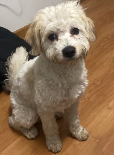 ¿Lo reconoces?
Este perrito fue rescatado en #Miraflores por Repsol (28 de julio con República de Panamá, Miraflores)
Si lo reconoces llama al 976 393 386
De: Adopte.pe

#AyudaloAVolver