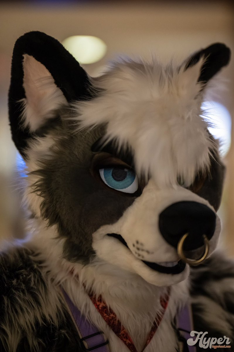 Kizma Husky tweet media