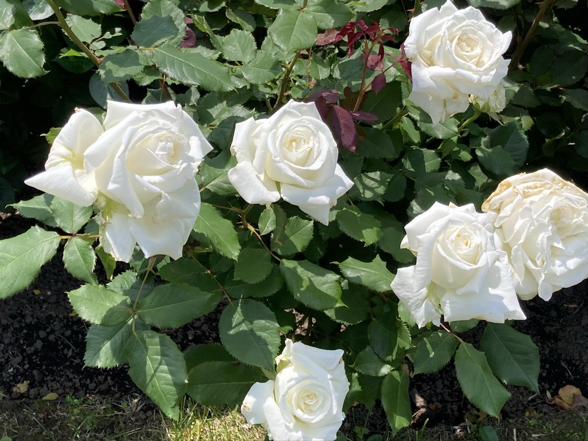 ひろりん♪ (@hirorin4649) / Posts / X