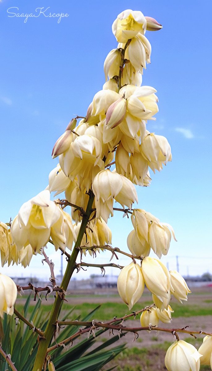 Flowers Community on X - 139.5K Members