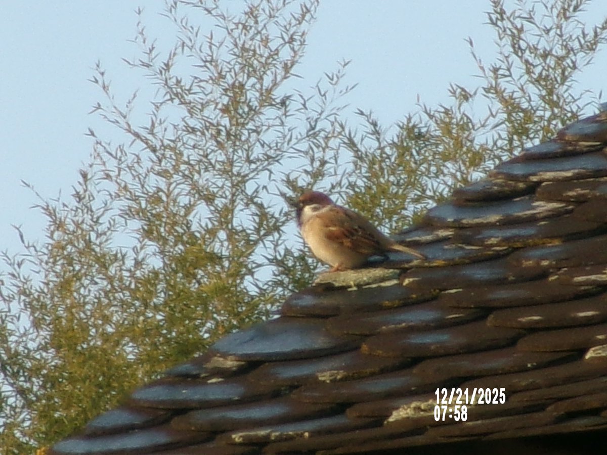スズメページ スズメのくらし (たくさんのふしぎ傑作集) | 平野 伸明 |本 | 通販