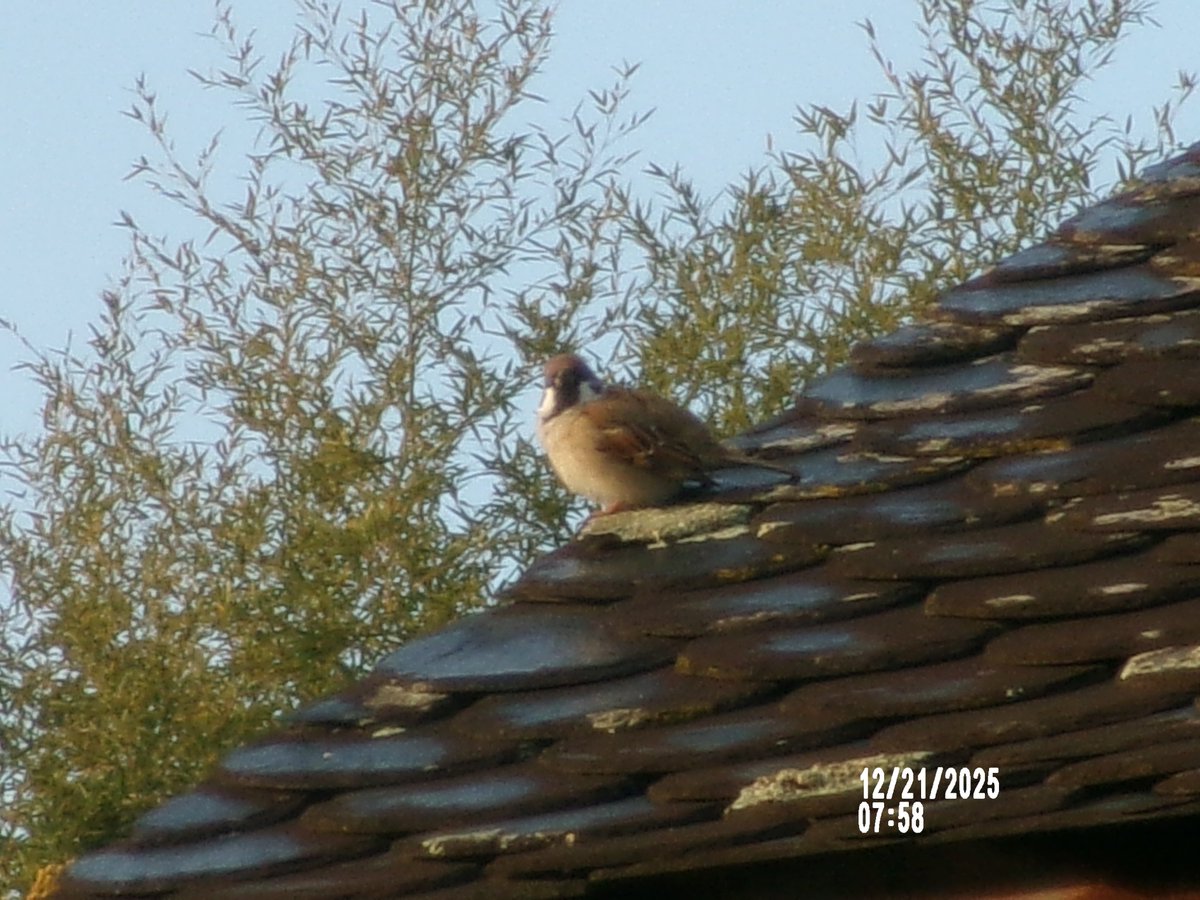 スズメページ すずめ暮らし - インプレスブックス