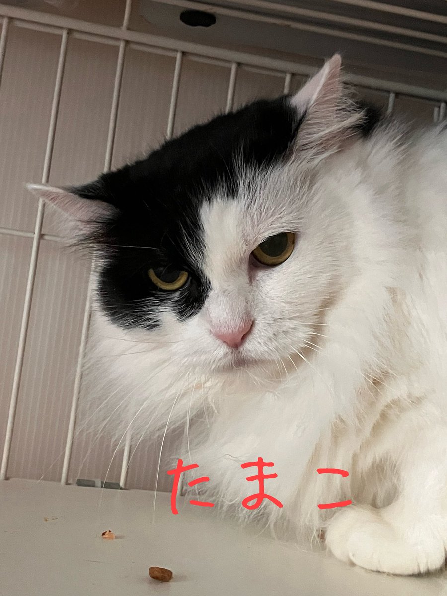 非営利型 一般社団法人 ねこたまご (@nekotamago_) / Posts / X