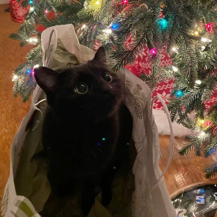 aurelizes's tweet image. mi zachy el menos encantado por el árbolito de navidad