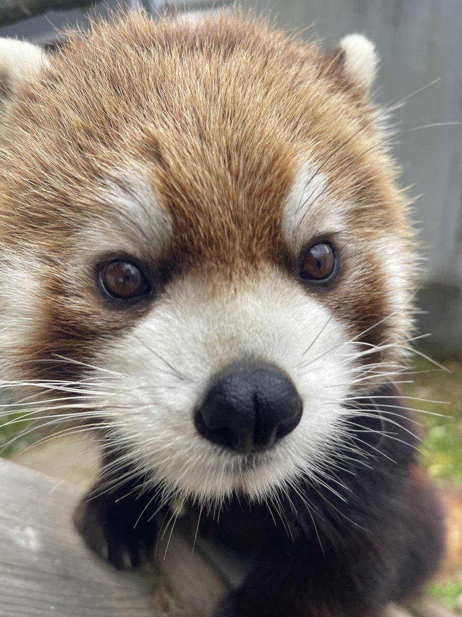 red_panda_kazu (@Kazu785) / Posts / X