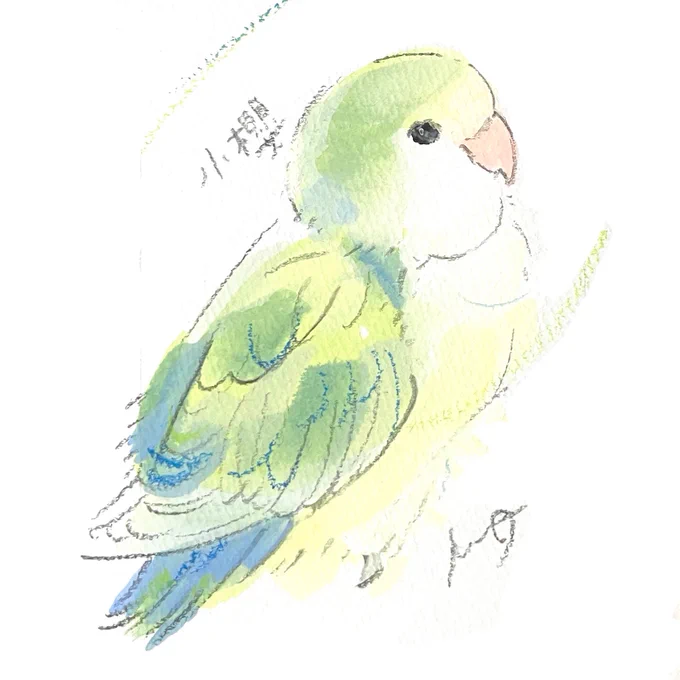 オーダーイラスト コザクラインコさんを描きました 「小櫻」という名前のコザクラインコさん 黄〜緑〜青の配色が見事に美しいです #小鳥時光 4.0 #kotoritime