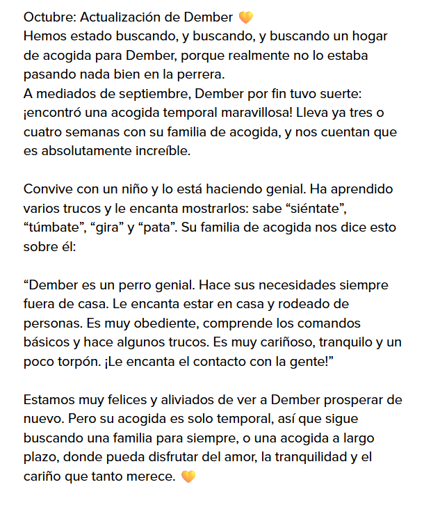 Nuriavg6's tweet photo. @SosAbuelos1 #DEMBER Actualización de Octubre sobre Dember tomada de la información de la ficha: le han conseguido una acogida temporal, todo está yendo muy bien, se sigue necesitando un hogar definitivo para él pero ya no está en la perrera 🙏 https://t.co/gGCQXYYqLp