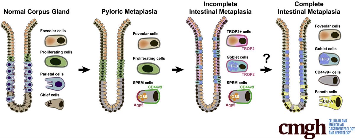 Anirban Maitra tweet media