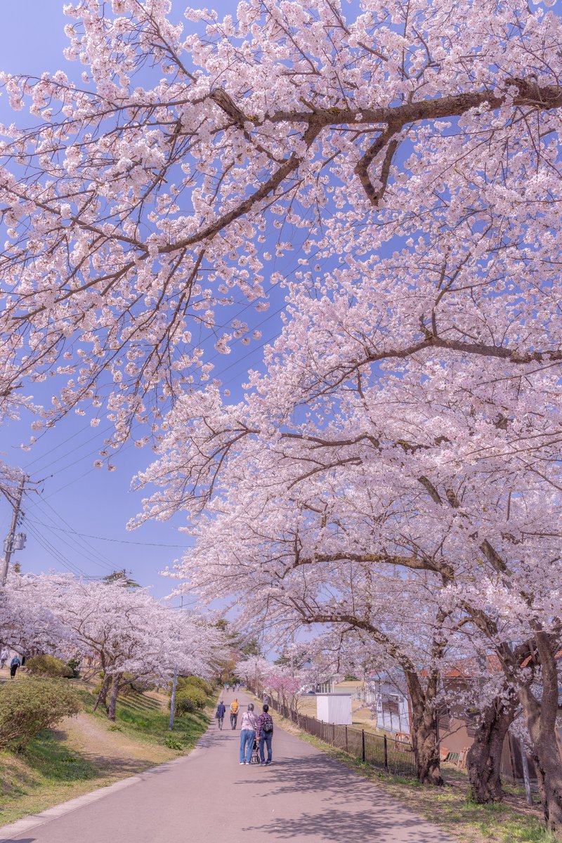 #このタグを見た人は黙って桜をはる