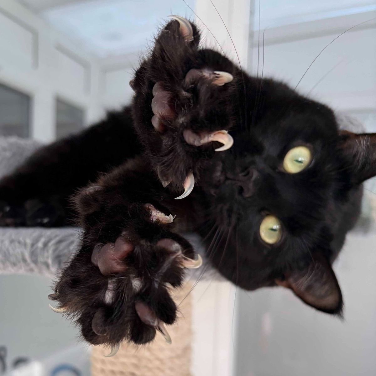 Black cats are not bad luck (@visualscat) on Twitter photo 