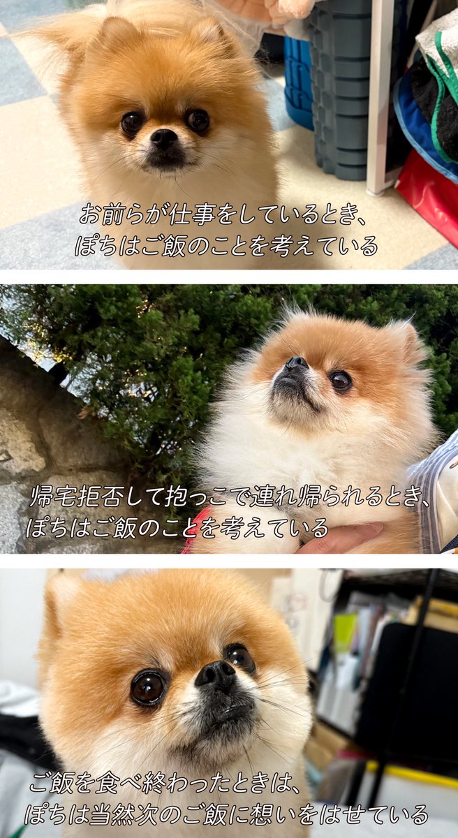 犬の一日