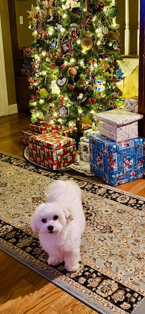 Yep, all dese pressies are fur me’s. Just kiddin dere is one for Baxter! 
💚❤️🎄🎅🏻🐾🐾