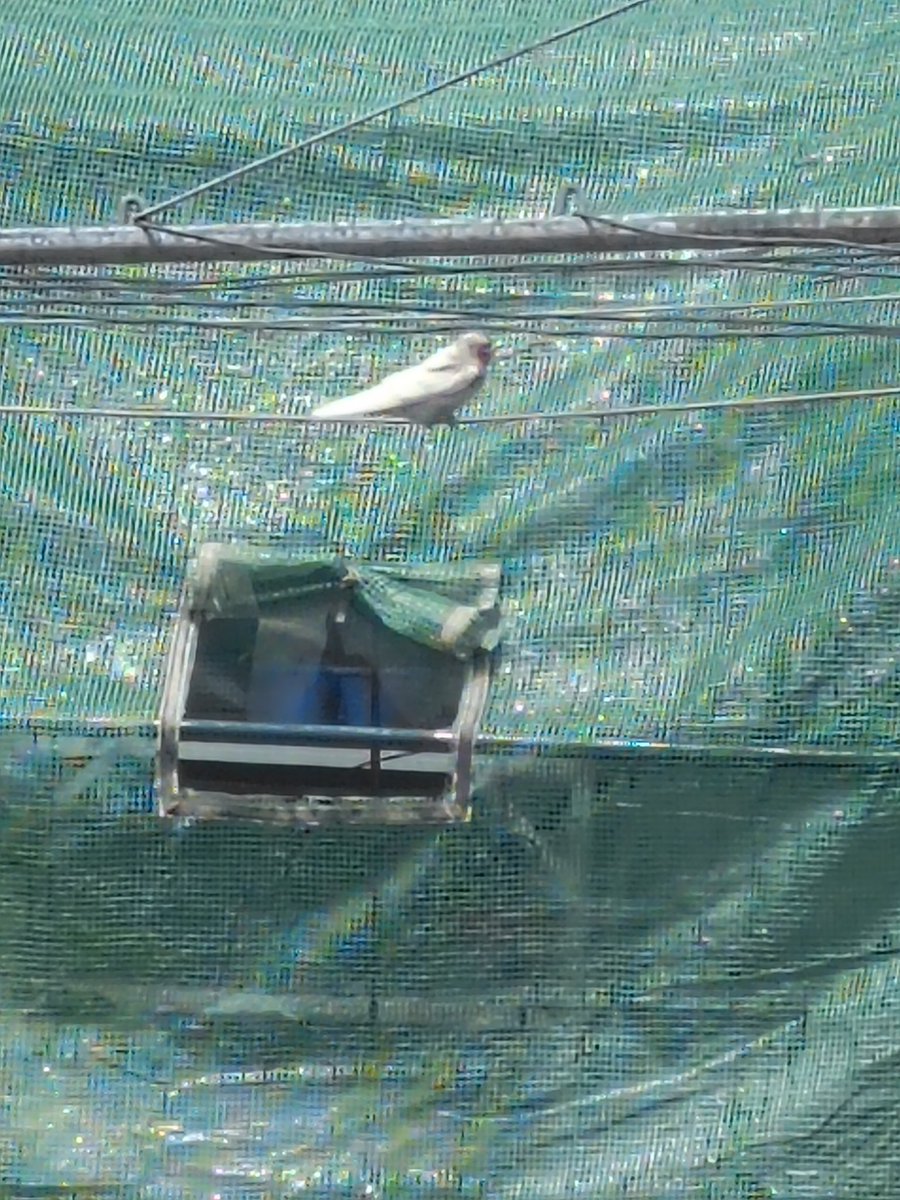 Anyone got any idea as to what this white bird is?