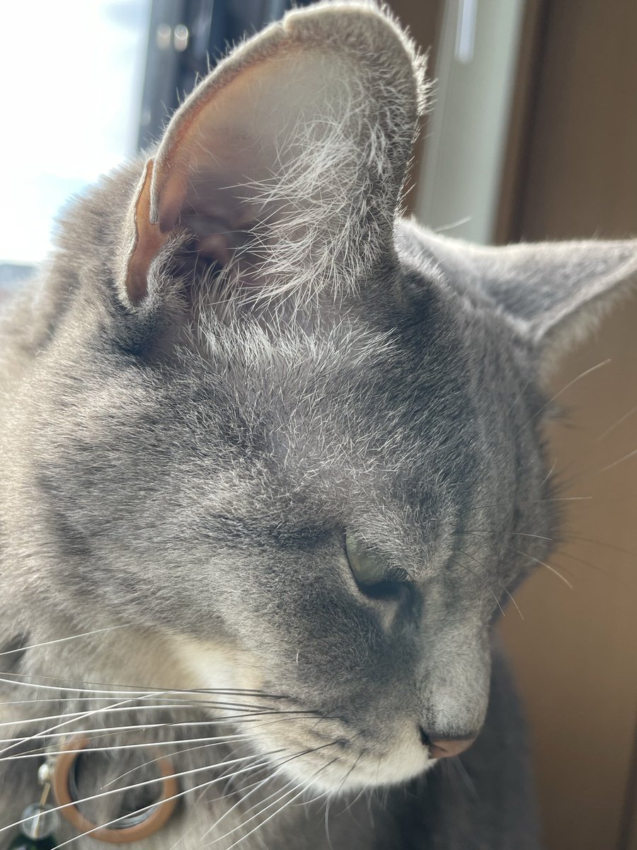 ヘンリーのポケット😽

猫の七不思議の一つ✨耳の横にある小さなポケットをヘンリーのポケットと呼ぶそうです✨ 猫科の動物にはあるらしくヘンリーとは磁気・電波の研究家ジョセフ・ヘンリーの名に由来するそうです✨何故あるのか未解明だそうですが高音を集めるアンテナ説があるそうです✨不思議猫🐈