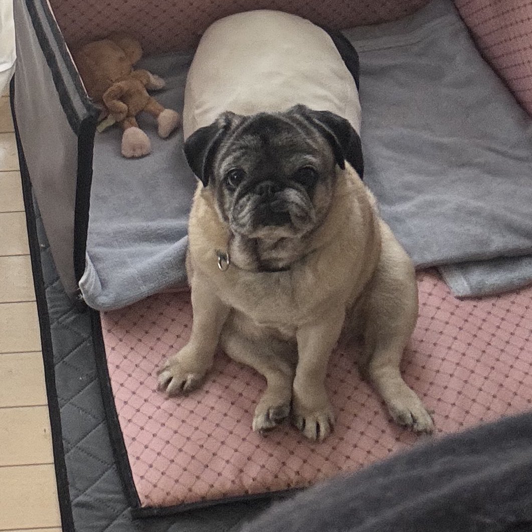 パグ様 パグお(パグ愛好家) (@pug3ta) / Posts / X