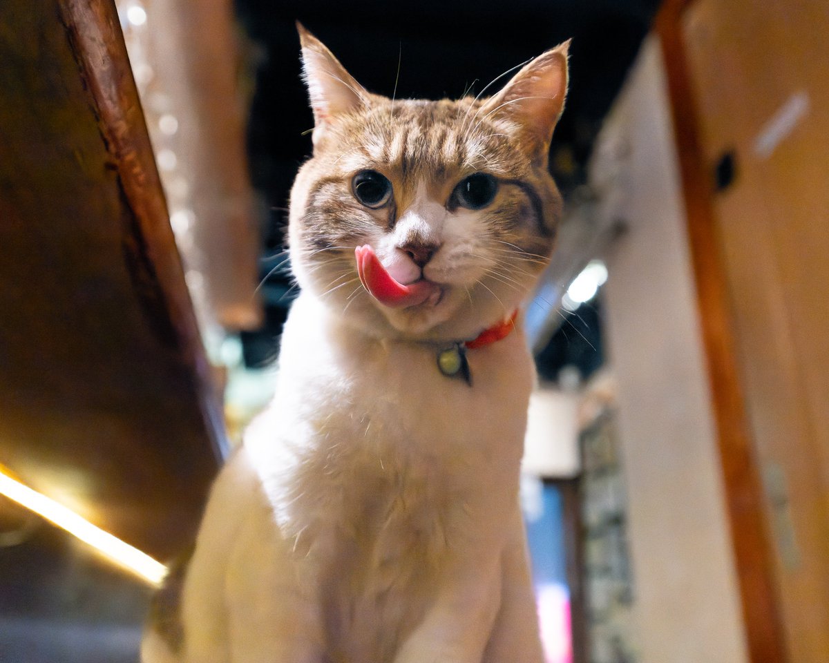 YokohamaCats16's tweet photo. ぺろりんちょ😋
🐾
#4CsBarROSSO #4CsBar #新宿 #新宿ゴールデン街 #新宿三丁目 #バー #店猫 #猫 #ねこ #猫写真 #cat #会いに行ける猫 https://t.co/Fk5NSrOh0i