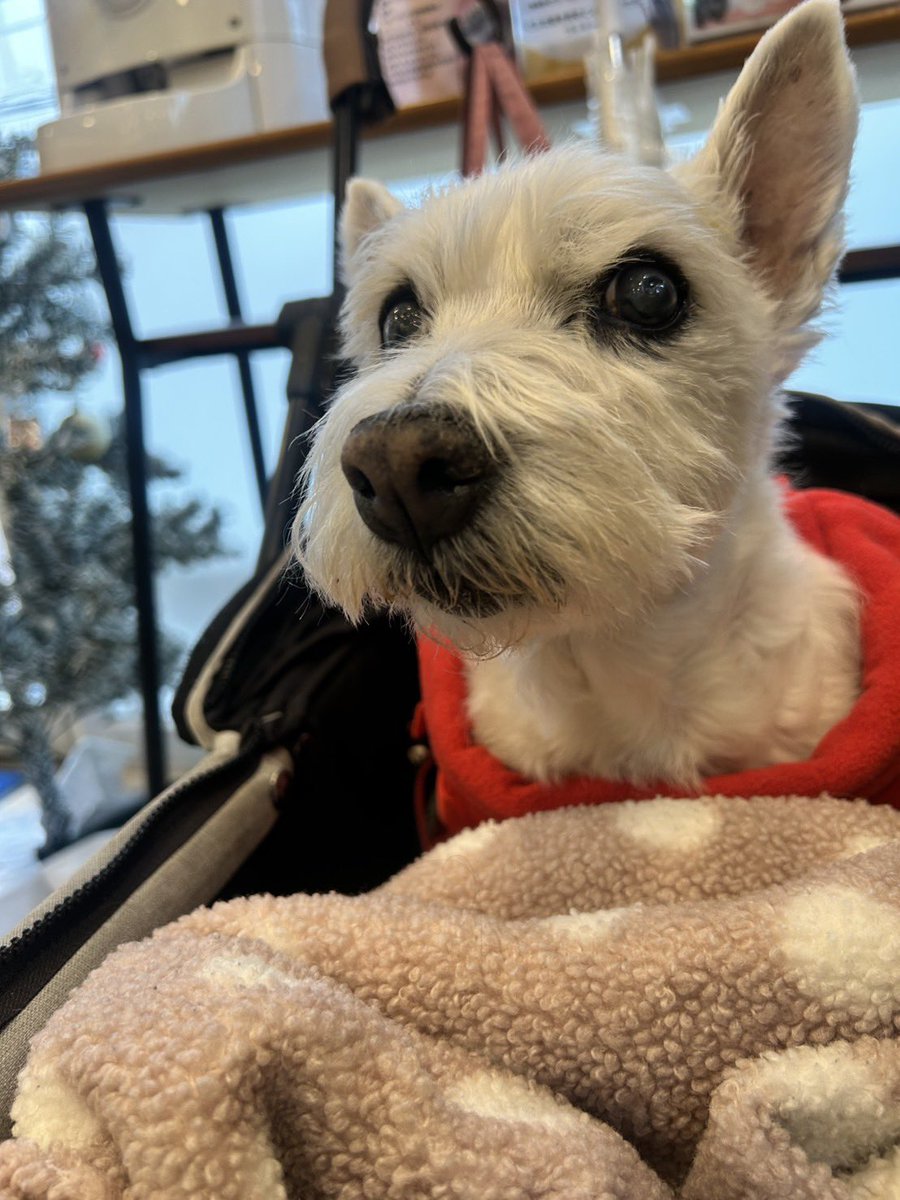 ちーちゃんですけどもっ第3巻予約発売中です❗️ (@ymc_cheezu