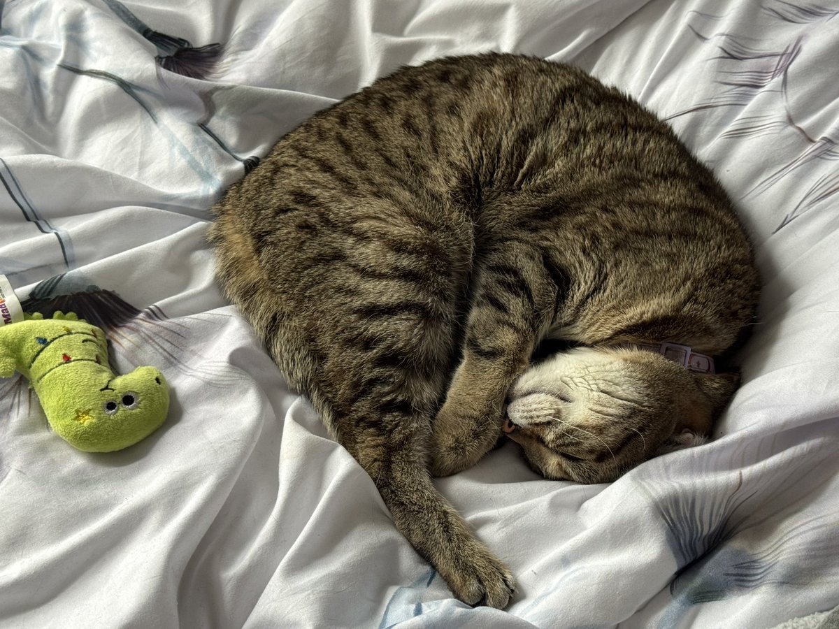 Kimiko Shibata 🦋 tweet media