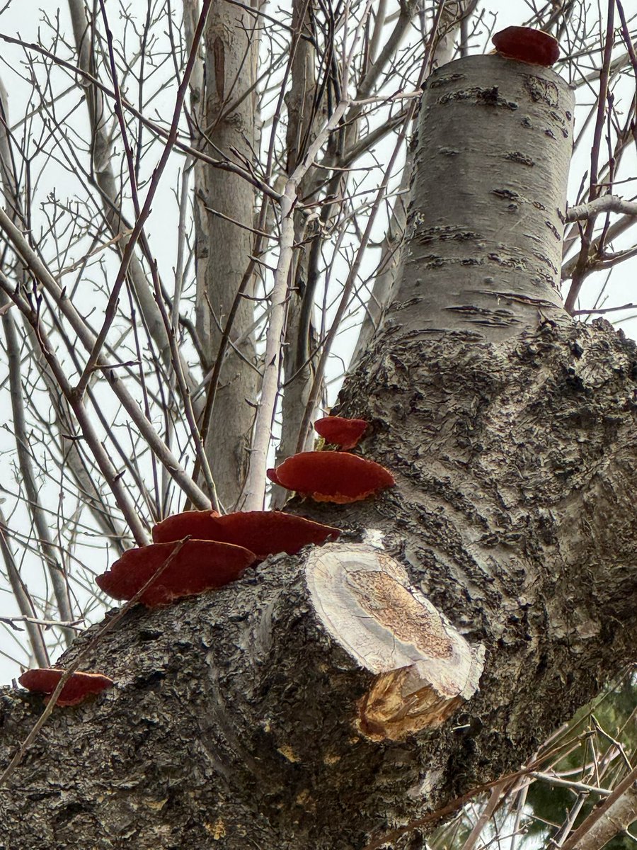 あ、あれはなんだ！ 恐る恐る近づいてみると きのこ？ そういえば夏に