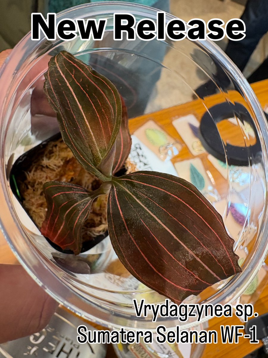 KENZO (@fw_kenzo) / Posts / X