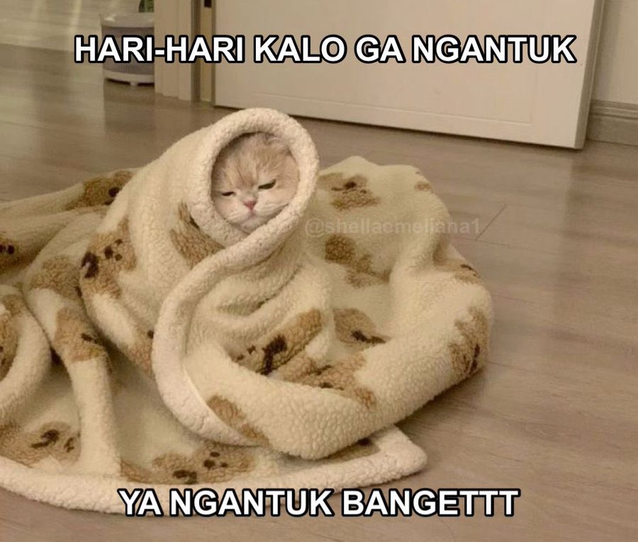 S H E L L A tweet media