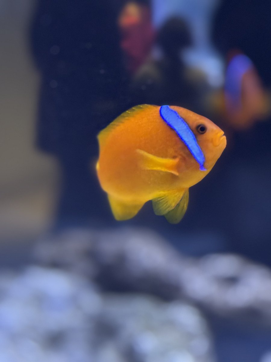 どぐう tweet media