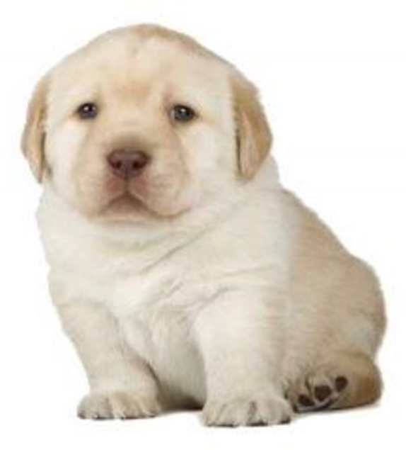 cachorrinho ehmole da sorte

de rt para uma boa sorte em 2026