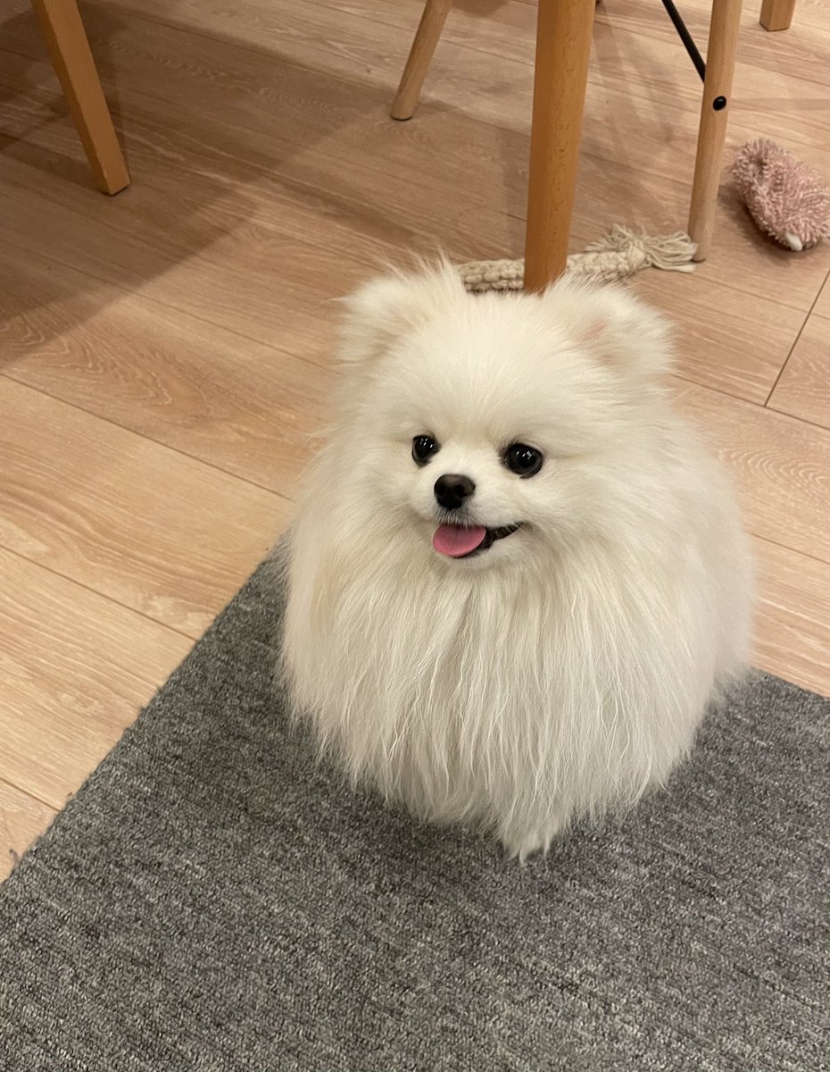 ポメラニアン ちょむ (@chomupomexx) / Posts and Replies / X
