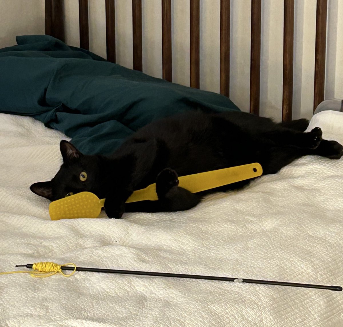 머하나 싶어서 뒤돌아봤더니 칫솔 껴안고 이러고 잇음.. 칫솔사랑묘