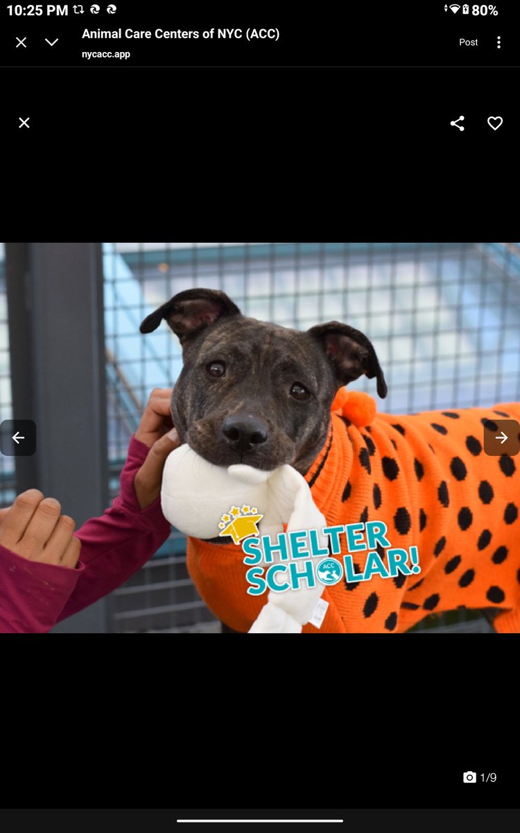 CharBolen's tweet photo. POND ๐ #236870 4yr old Girl ๐บ#Nycacc
She's been waiting 96 days to be adopted!!
She's very beautiful sweet and playful!
Her volunteers say she's a people loving
sweetheart and laps are seats made for her!!
She's ready for a loving forever home!
#Adopt #Foster #Pledge
HOME ๐ก https://t.co/fSBvAY1QnG
