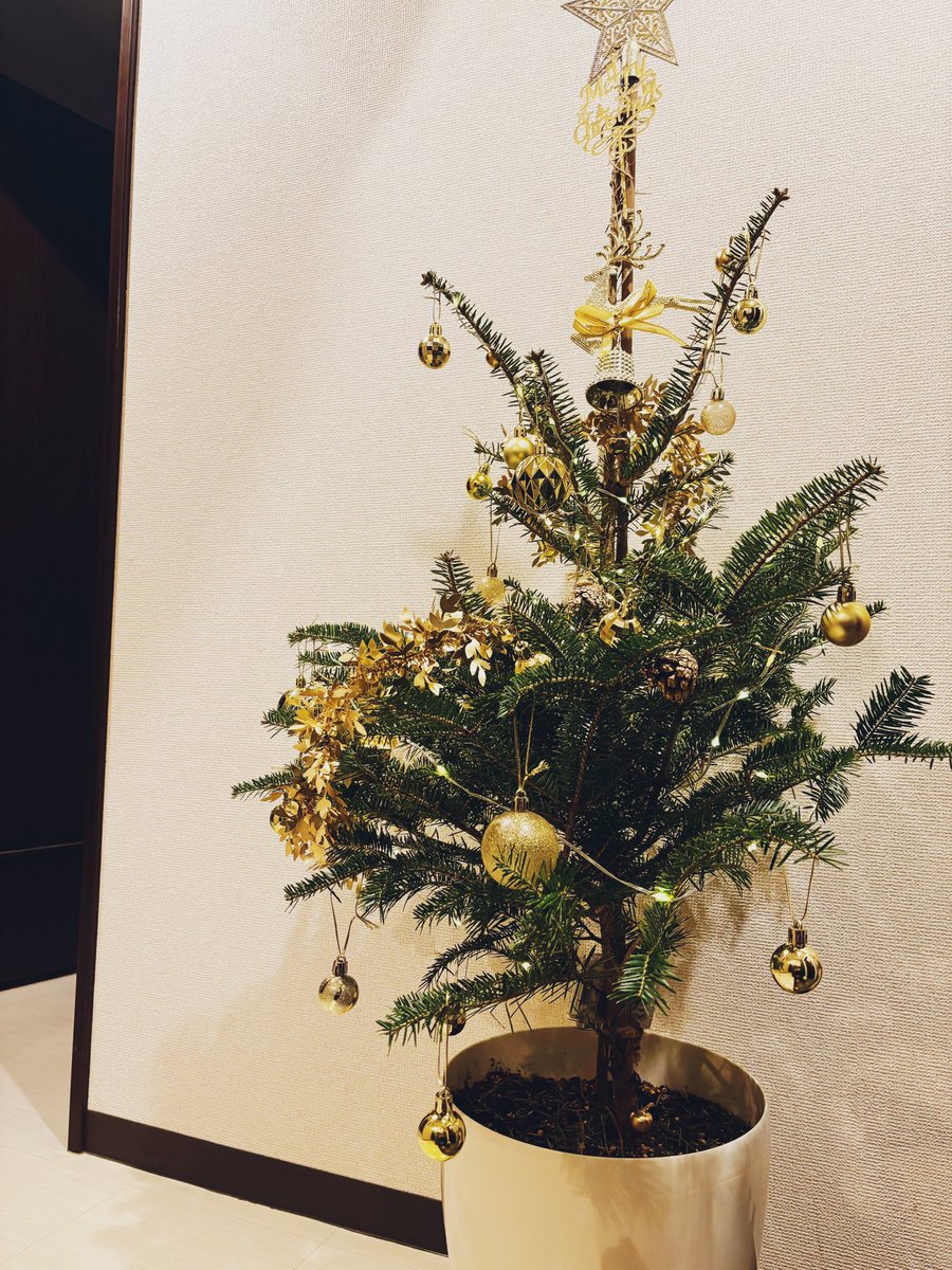 おうちに2個目のクリスマスツリー。 本物のもみの木で。