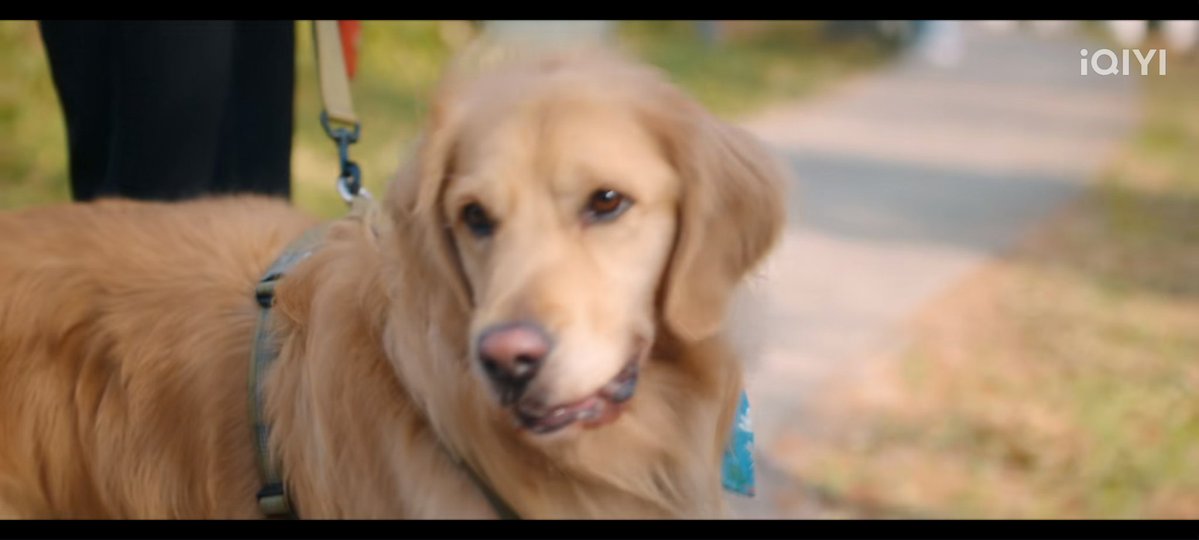 kookiethhv's tweet image. gente cancela ele ROUBOU O CACHORRO KKKKKKKKKKKKKKKKKKKK
#SpeedAndLove