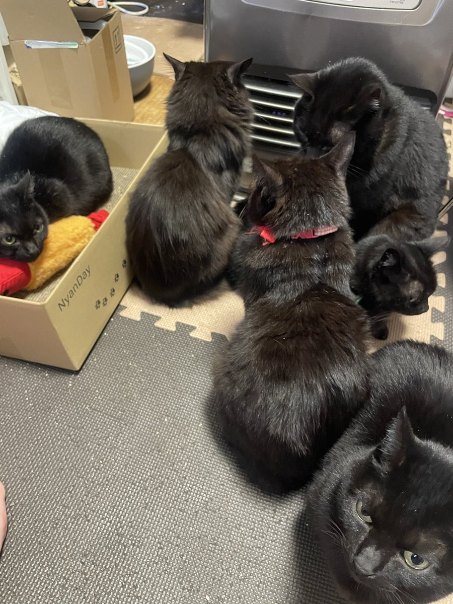 ねこまんま (@nekomanma0822) / Posts / X